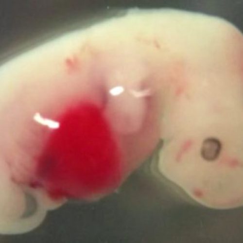 Japan keurt baanbrekend experiment goed om mens-dierhybride tot geboorte te brengen