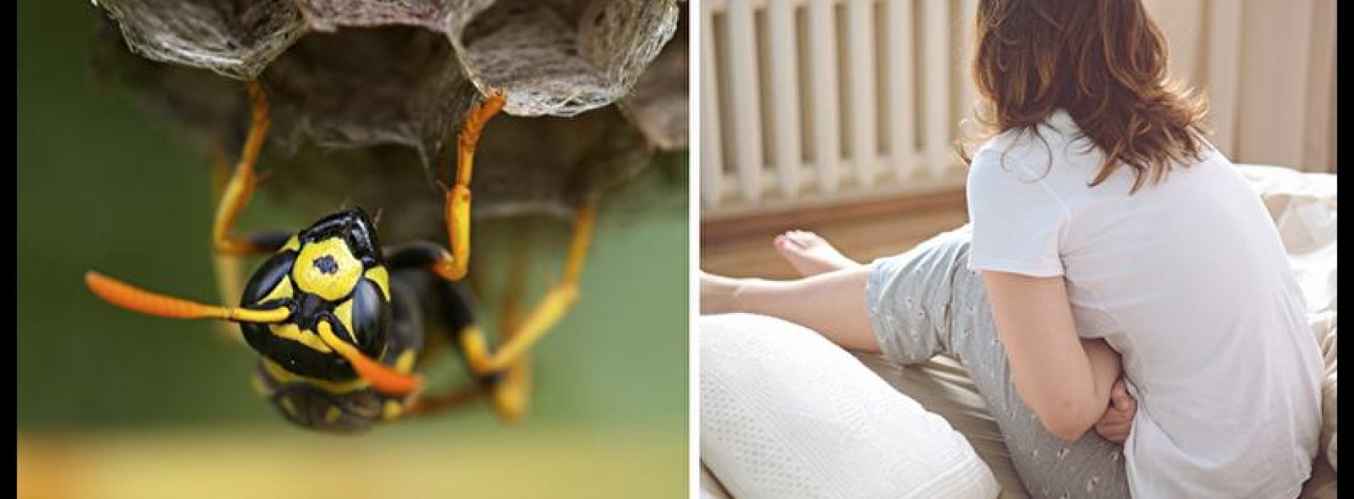 Wat??? Artsen waarschuwen vrouwen om wespennesten niet in hun geslachtsdelen te stoppen