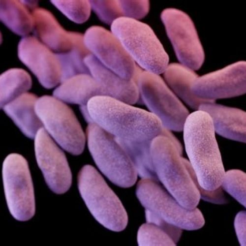 Gedaanteverandering: oorzaak van antibioticaresistentie geïdentificeerd