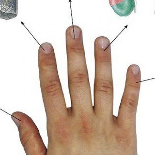 Elke vinger is verbonden met 2 organen