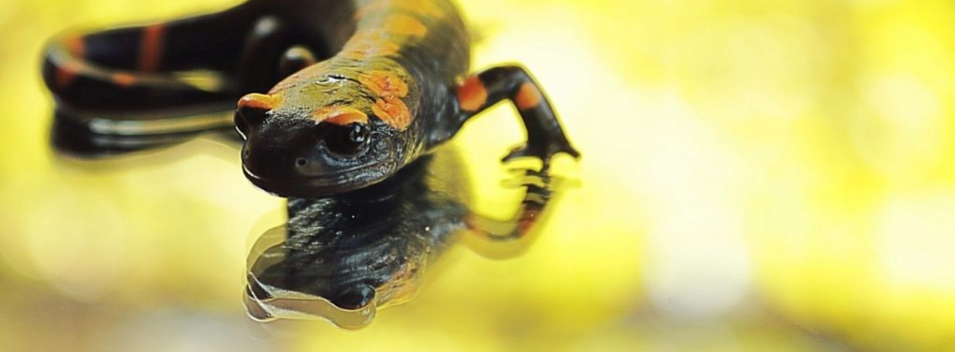 Duke University: Mensen hebben op salamander lijkend vermogen om kraakbeen in gewrichten te laten groeien