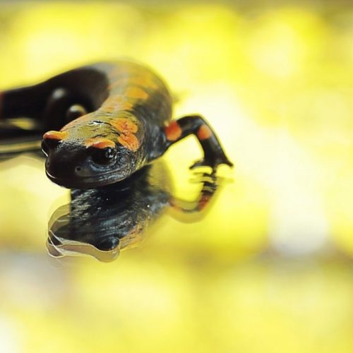 Duke University: Mensen hebben op salamander lijkend vermogen om kraakbeen in gewrichten te laten groeien