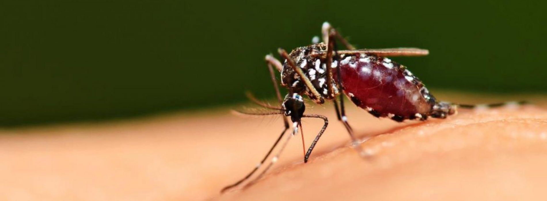 Wetenschappers die met de natuur knoeien, hebben een nieuw ras van genetisch gemodificeerde SUPER-muggen losgelaten