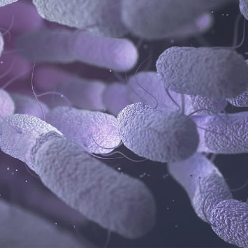 De microben in je darmen zijn een betere voorspeller voor ziekte dan genetica