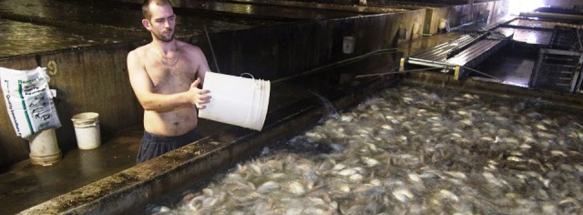 Opgekweekte vis: het “ongekende” gezondheidsrisico onthuld