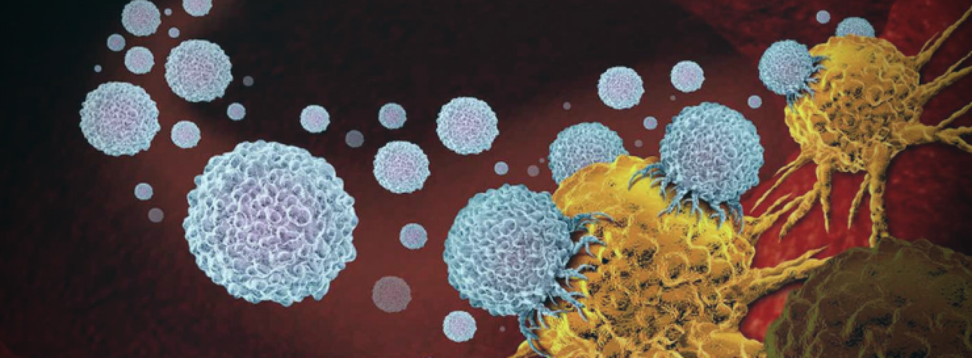 Darmbacteriën kunnen tumoren doordringen en kankertherapie bevorderen, suggereert studie