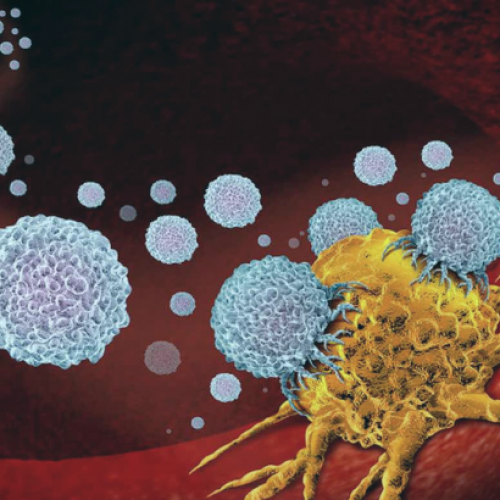Darmbacteriën kunnen tumoren doordringen en kankertherapie bevorderen, suggereert studie