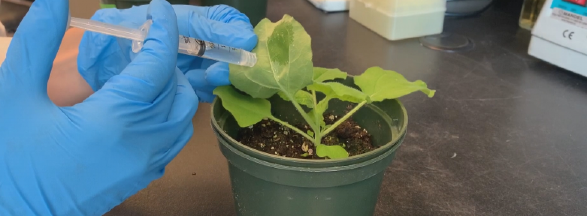 Wetenschapper ontwikkelt op planten gebaseerd eetbaar vaccin voor COVID-19