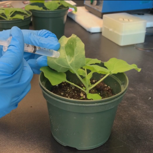 Wetenschapper ontwikkelt op planten gebaseerd eetbaar vaccin voor COVID-19