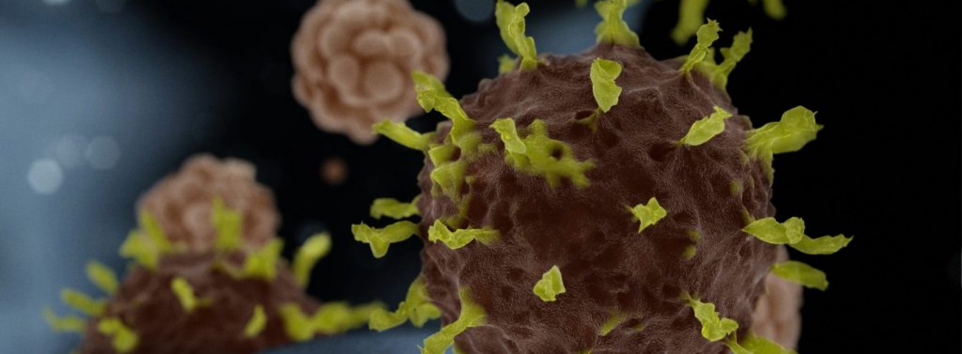 Studies onderzoeken het potentieel van natuurlijke remedies voor de behandeling van coronavirus