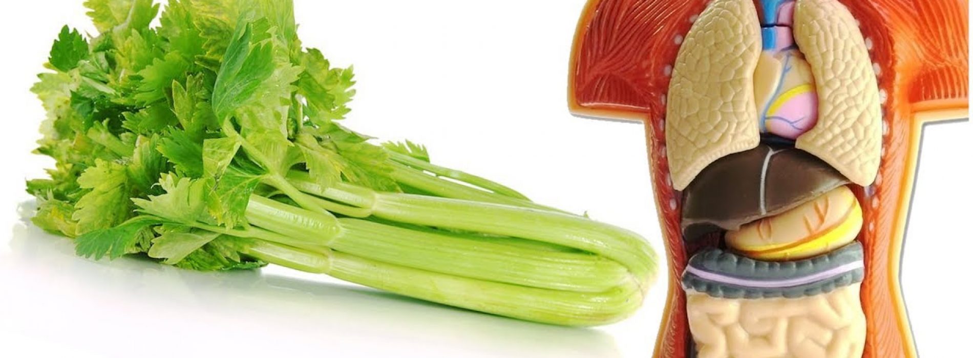 Selderij is een knapperig superfood dat het metabool syndroom omkeert