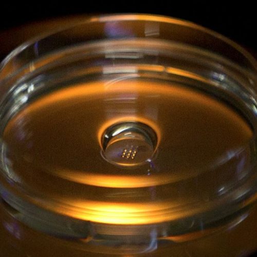 Labotests tonen de risico’s aan van het gebruik van CRISPR-genbewerking op embryo’s