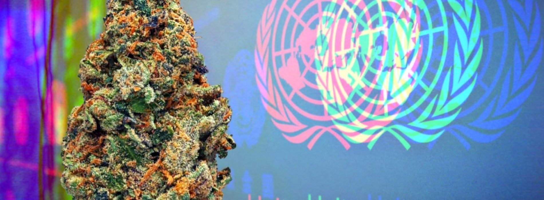 De Verenigde Naties erkennen officieel cannabis als medicijn in historische stemming