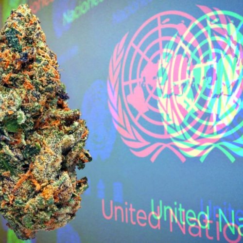 De Verenigde Naties erkennen officieel cannabis als medicijn in historische stemming