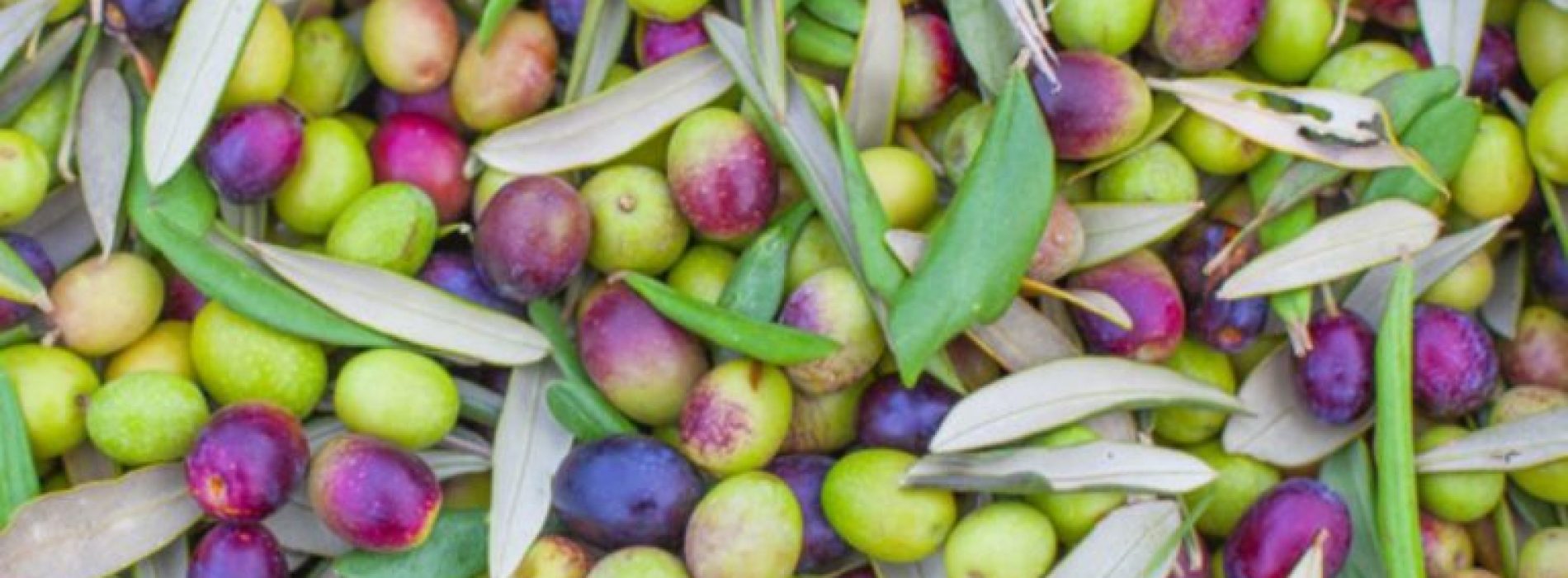 Alles over olijven: vijf redenen om ze te eten