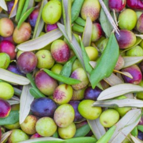 Alles over olijven: vijf redenen om ze te eten
