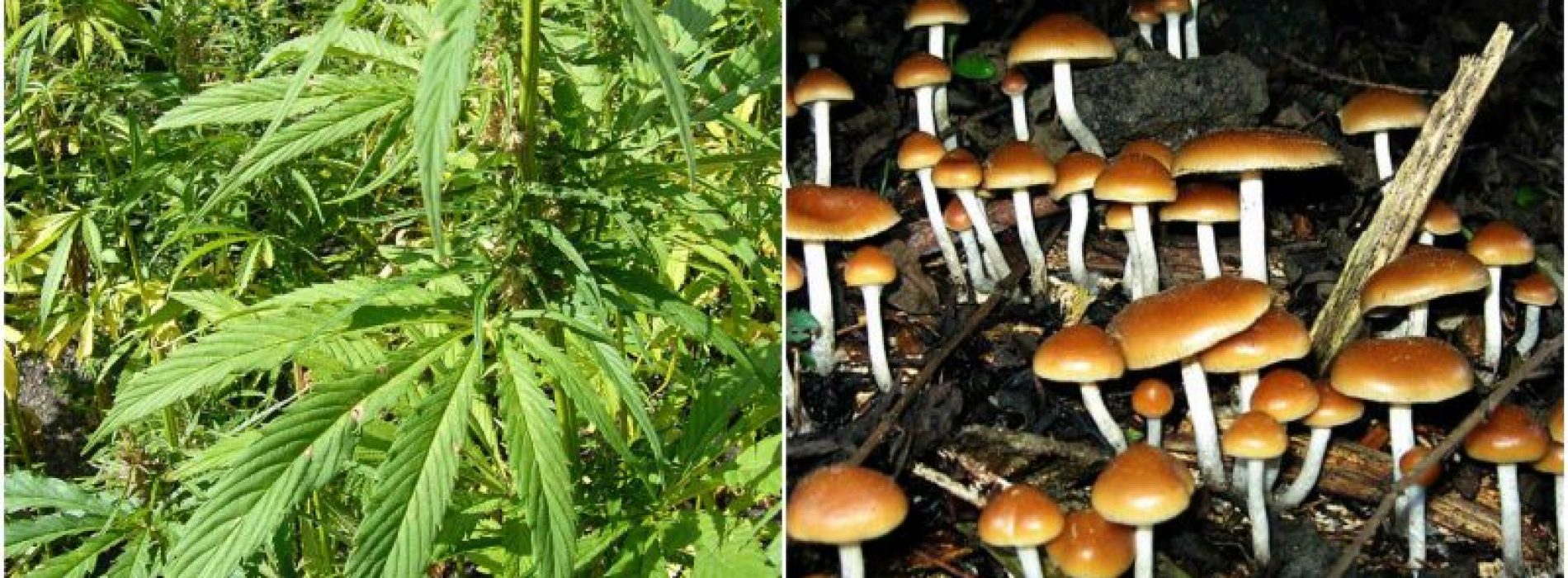 Onderzoekers ontdekken een combinatie van cannabis en paddenstoelen die "meer dan 90% van de darmkankercellen doodt"