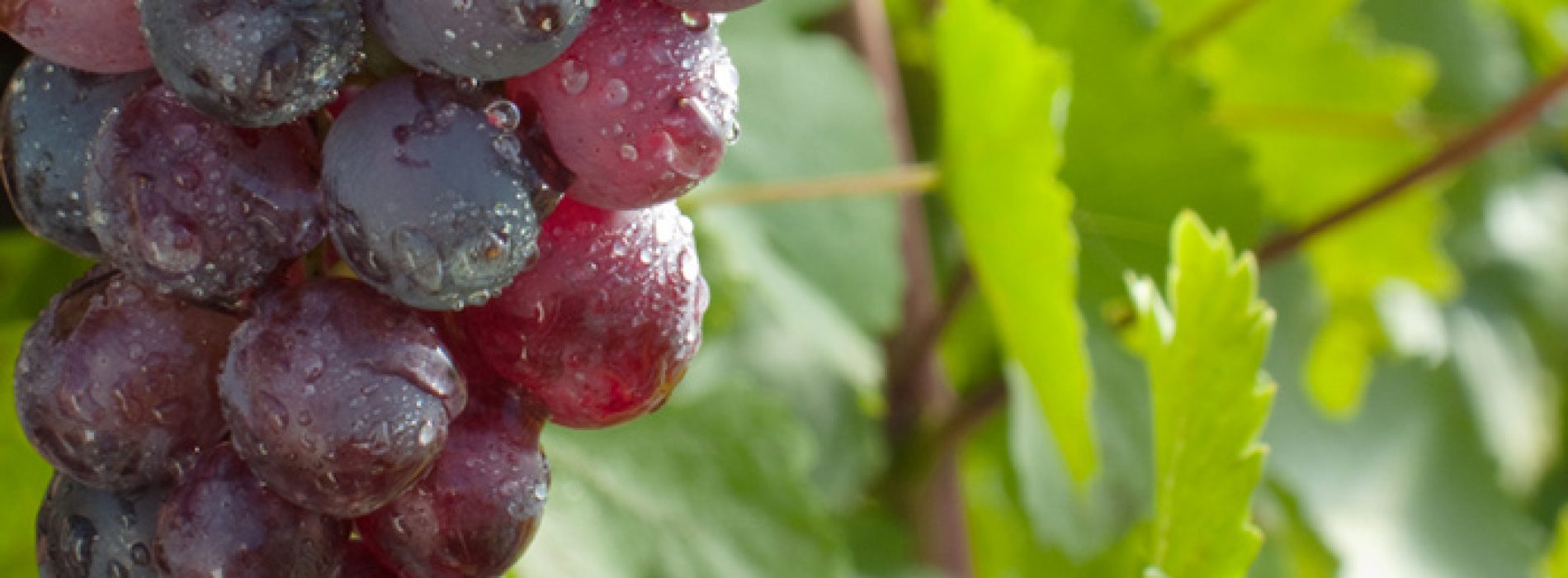 Natuurlijke plantenstof in druiven beschermt de gezondheid van de hersenen, blijkt uit onderzoek