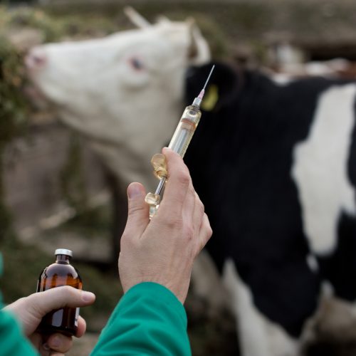 GIFTIGE KOEIEN: Big Meat injecteert vee, wat de weg vrijmaakt voor enorme winsten van Big Pharma