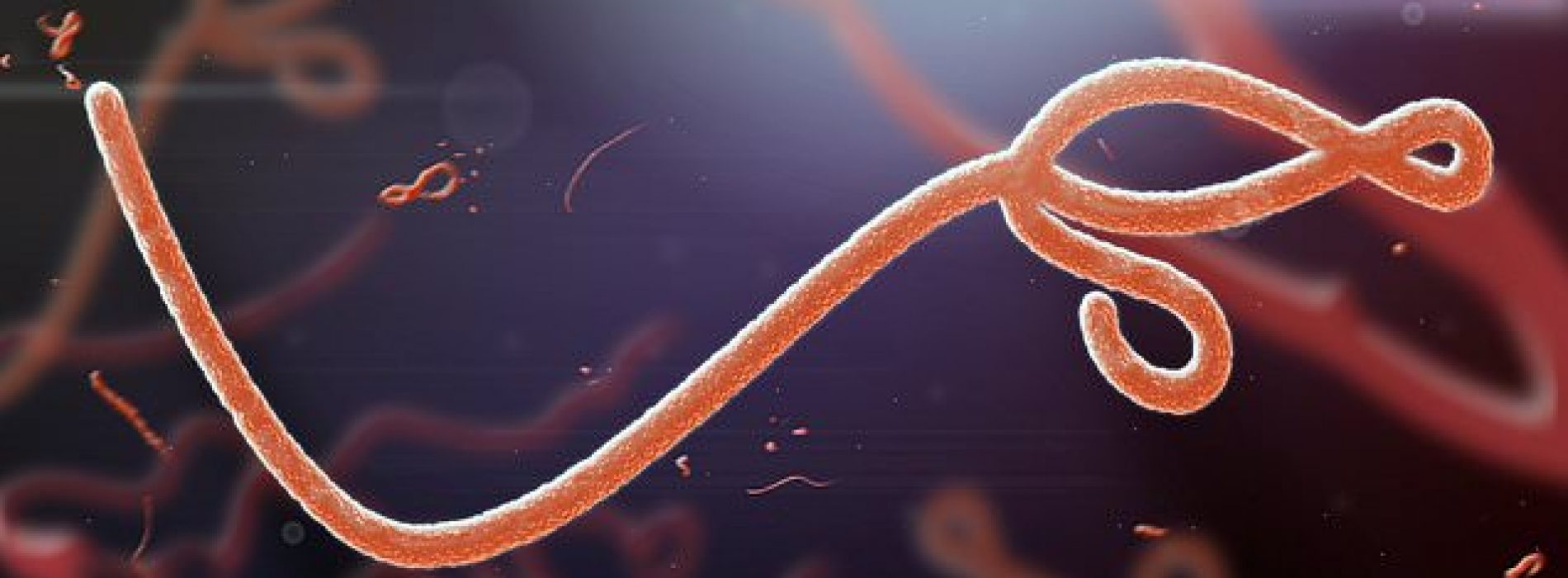 Angstporno: Dodelijk ebola-achtig virus SHFV ‘klaar voor overstap’ naar mensen, beweert nieuwe studie
