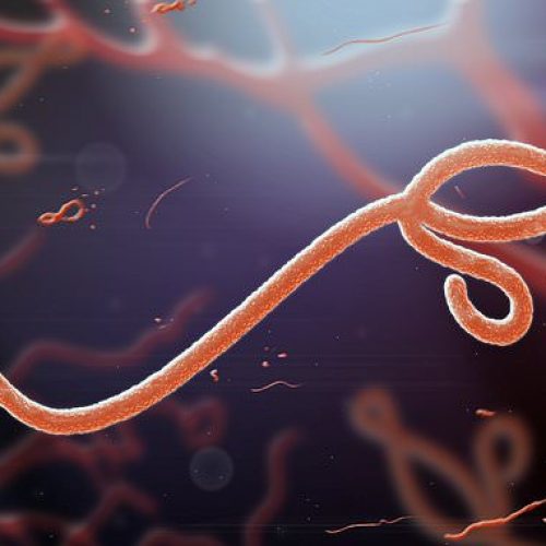 Angstporno: Dodelijk ebola-achtig virus SHFV ‘klaar voor overstap’ naar mensen, beweert nieuwe studie