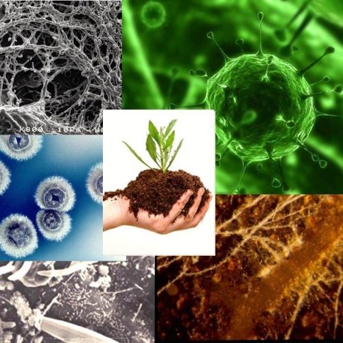 Genetische manipulatie van bodemmicroben laat milieu alarmbellen afgaan