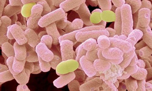 Groeiende resistentie: Veel voorkomende kinderinfecties zijn meerdere antibiotica te slim af