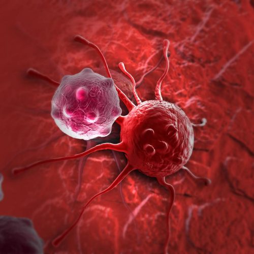 Nieuwe studie onthult hoe chemotherapie slapende kankercellen doet ontwaken