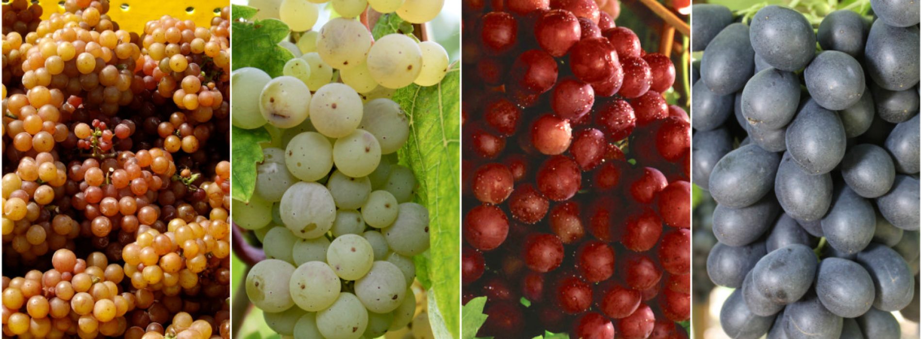 Van wijnstok tot welzijn: hoe druiven uw darmen een boost geven